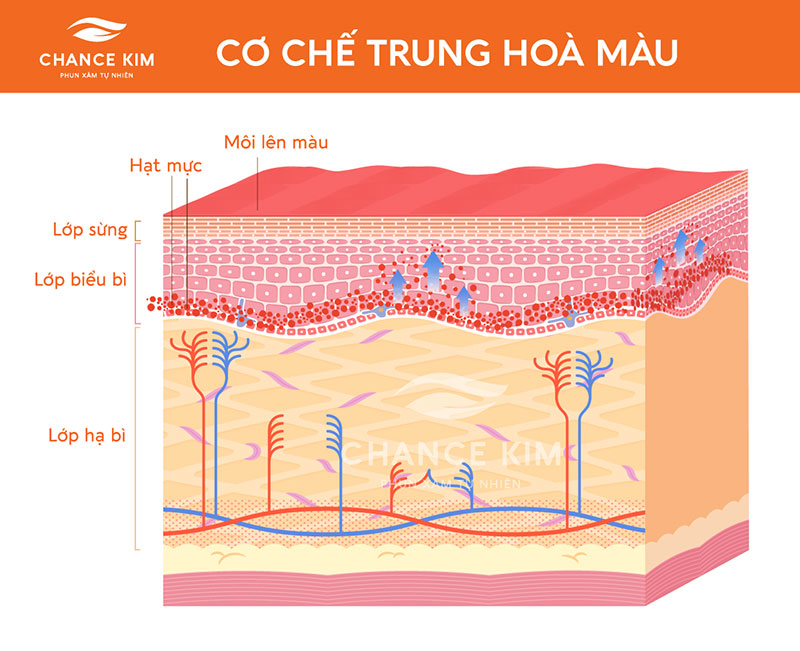 co che trung hoa mau